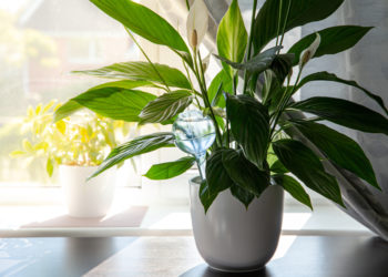 Natürliche Luftfilter: Pflanzen für bessere Raumluft