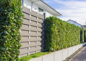 Heckenpflanzen: Lebensraum und natürlicher Sichtschutz