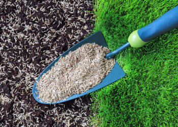 Gartentrends 2024: Die neuesten Entwicklungen beim Kauf von Rasensamen